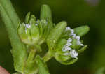 Lewiston cornsalad